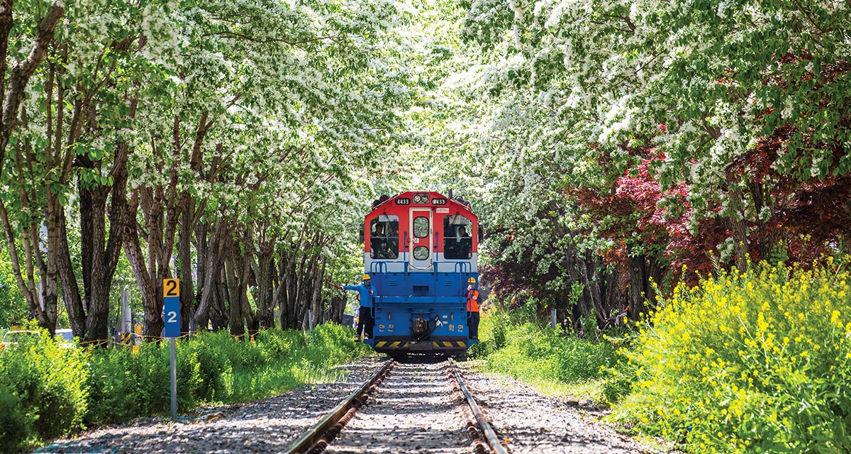 봄빛에 물들고 축제에 스며드는