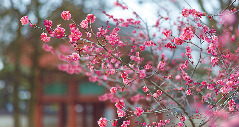 전주, 봄이 오나 봄 썸네일이미지