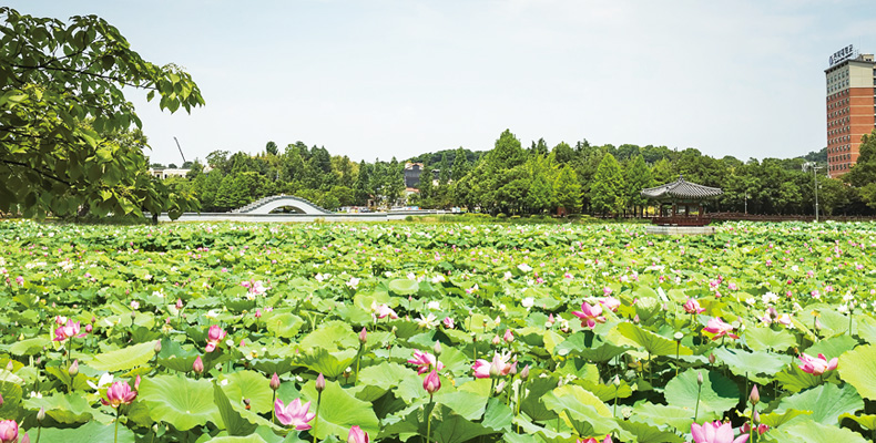 연꽃 품은 아침 바람을 만나자 썸네일이미지